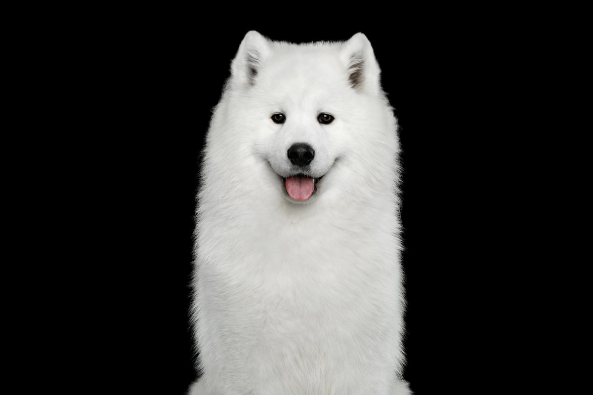 Duschrückwand-Samojeden Hund