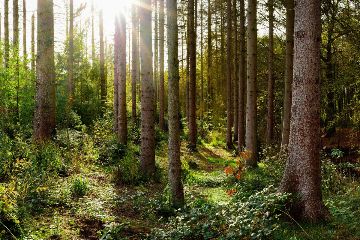 Duschrückwand-Schöner Fichtenwald im Herbst