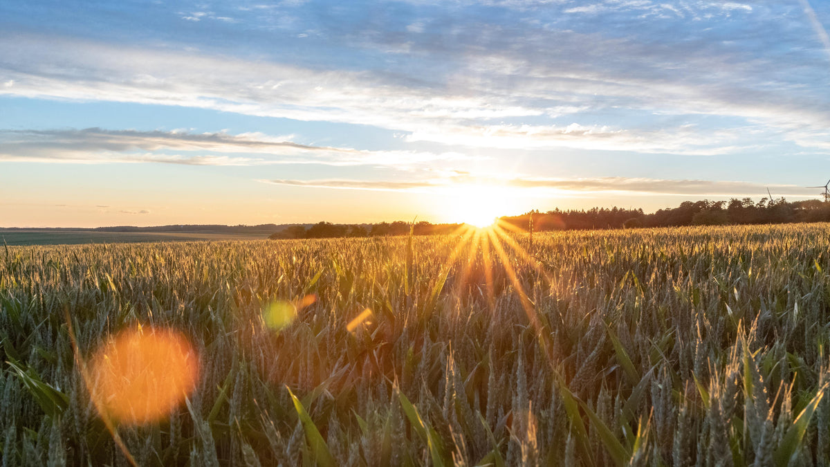 Duschrückwand-Sonnenuntergang über einem Kornfeld