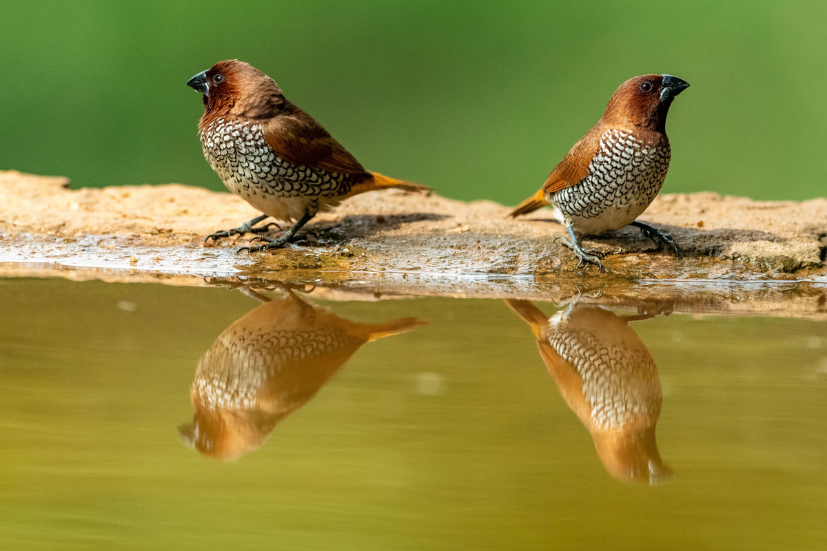 Duschrückwand-Vögel Spiegelung im Wasser