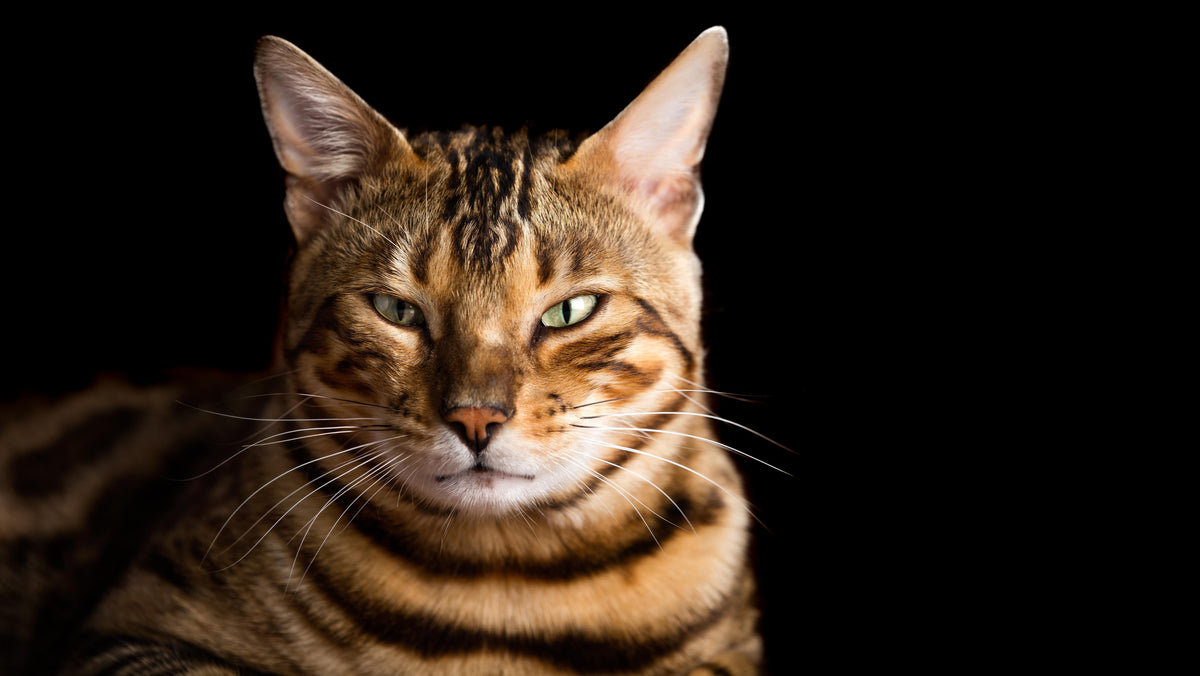 Küchenrückwand-Bengalkatze Portrait