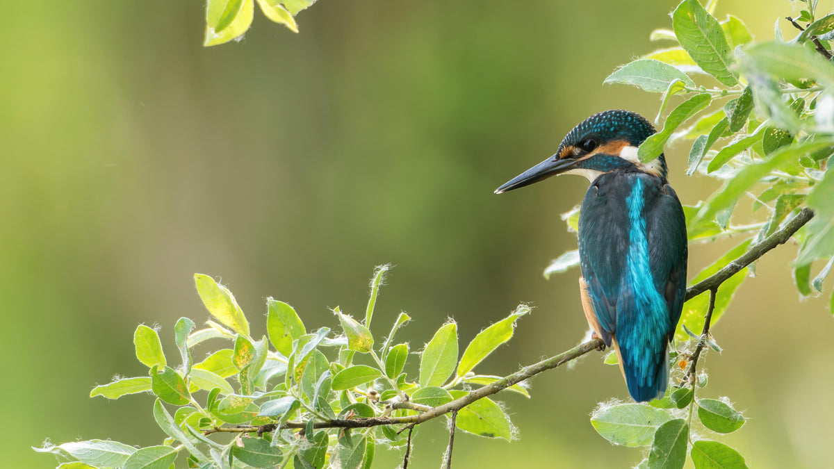 Küchenrückwand-Exotischer friedlicher Eisvogel