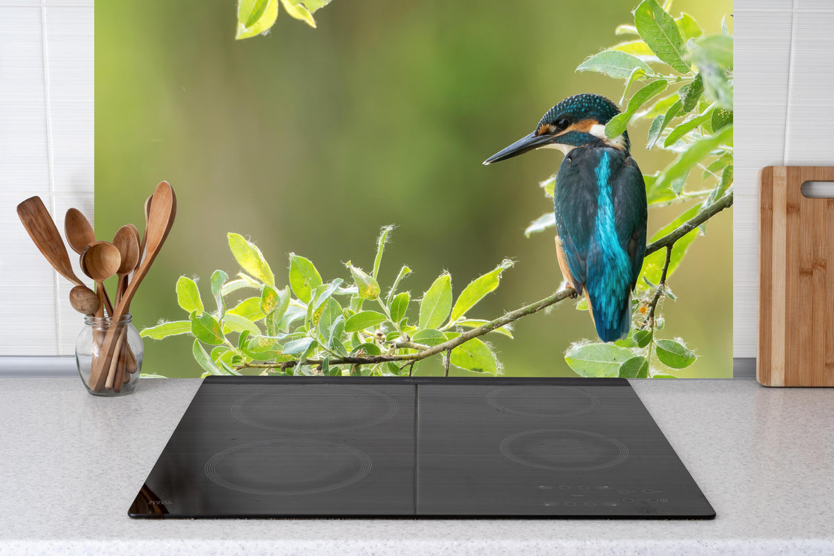 Küche - Exotischer friedlicher Eisvogel hinter Cerankochfeld und Holz-Kochutensilien