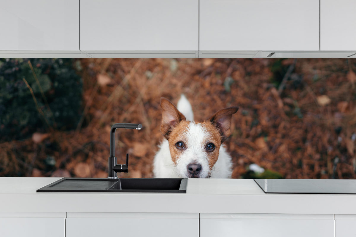 Küche - Jack Russell im herbstlichen Park hinter weißen Hochglanz-Küchenregalen und schwarzem Wasserhahn