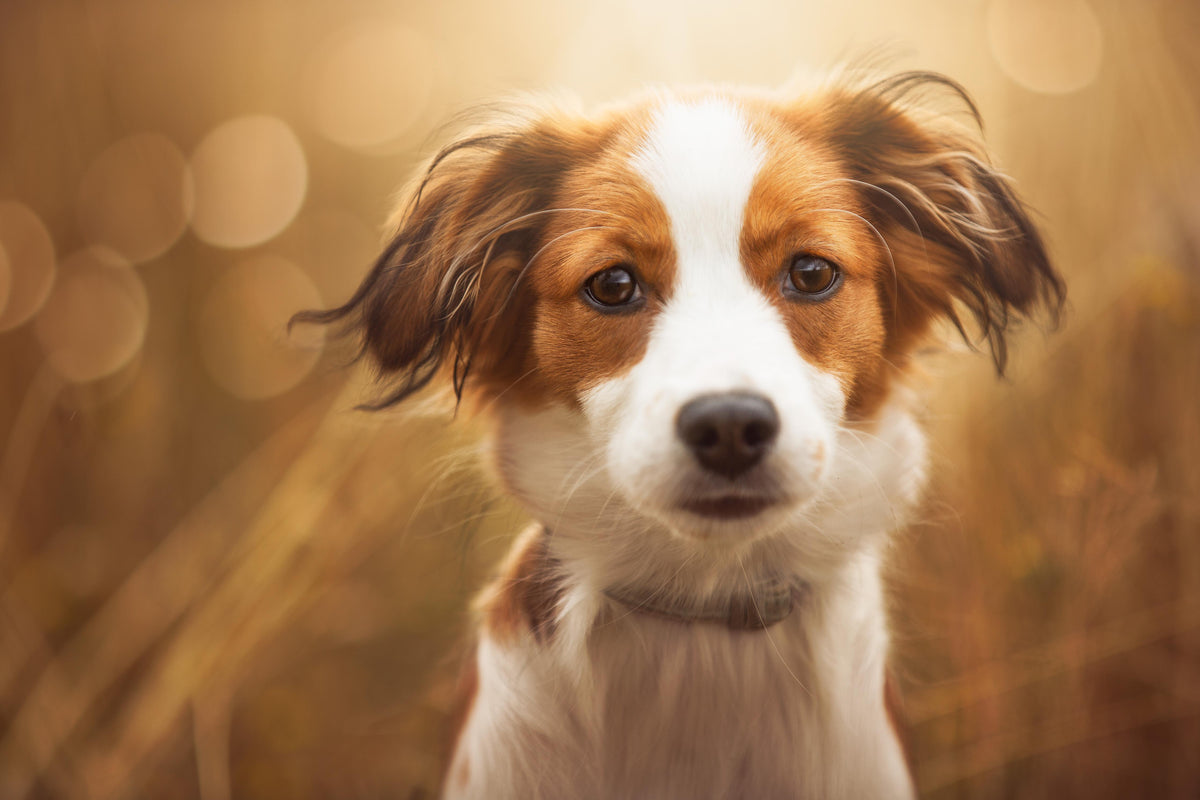 Küchenrückwand-Portrait eines süßen Kooiker Hundes