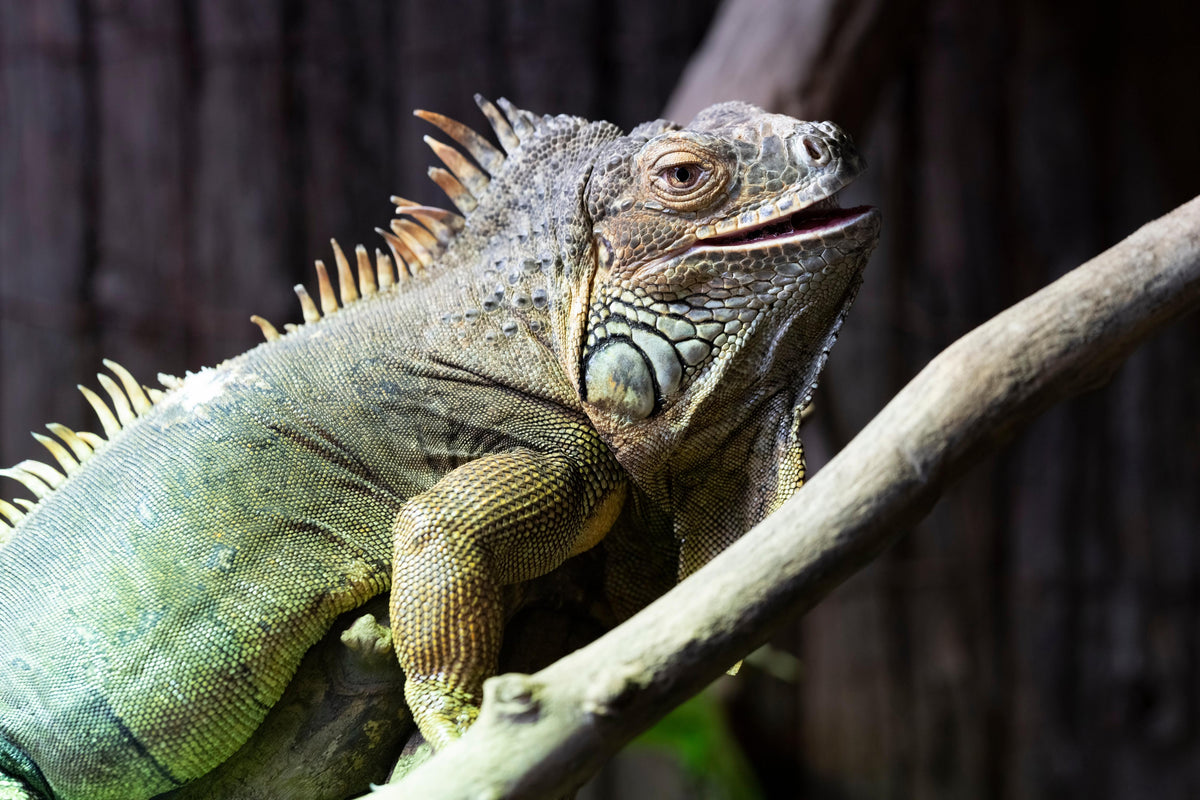 Küchenrückwand-Ruhender Leguan