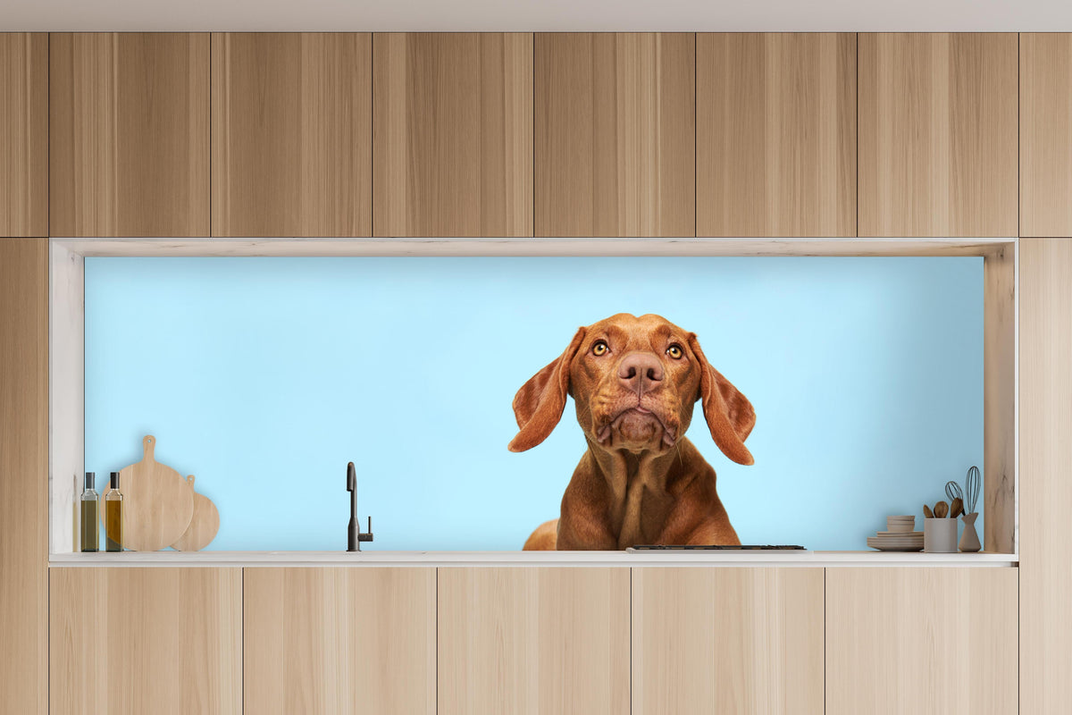 Küche - Ungarischer Vizsla-Welpe Portrait in charakteristischer Vollholz-Küche mit modernem Gasherd