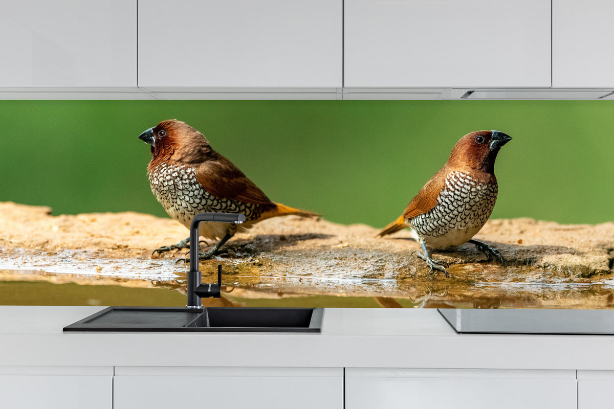 Küche - Vögel Spiegelung im Wasser hinter weißen Hochglanz-Küchenregalen und schwarzem Wasserhahn