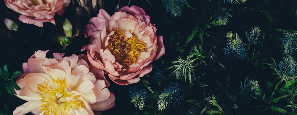 Spritzschutz-Rosa Blüten auf einer Wiese