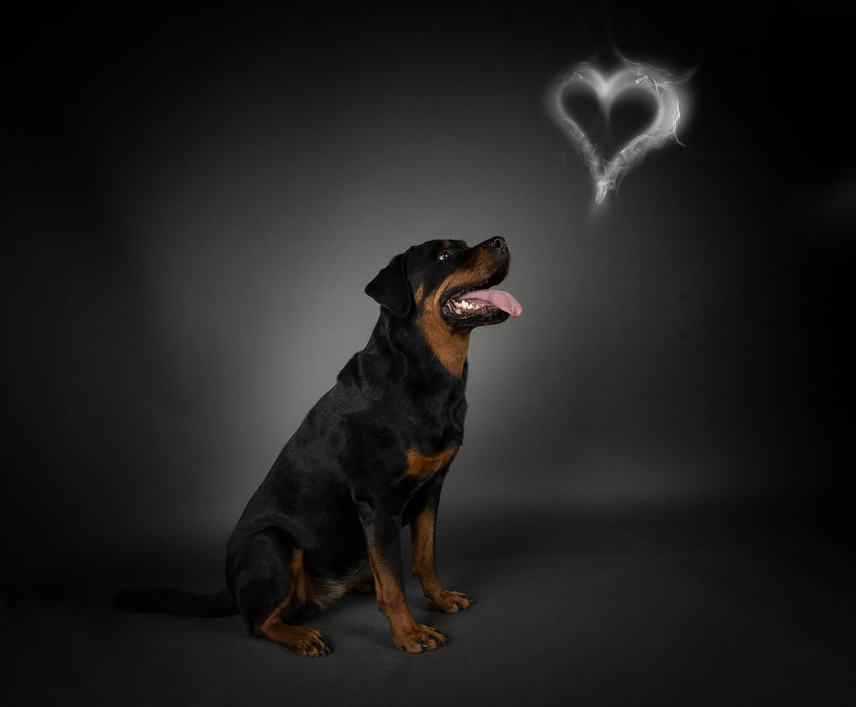Spritzschutz-Rottweiler sitzend mit Blick auf Herz