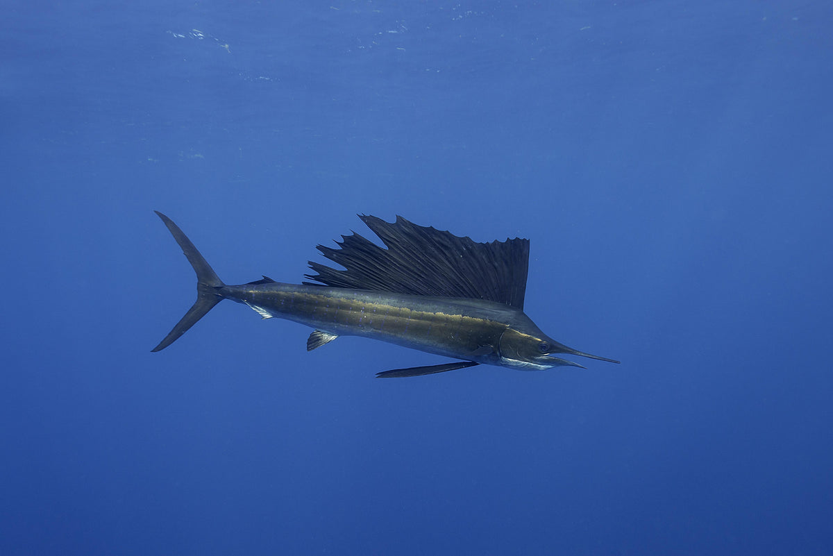 Spritzschutz-Atlantischer Segelfisch vor Küste Mexico