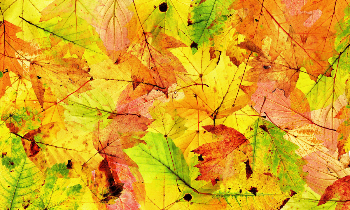 Spritzschutz-Herbstblätter Hintergrund