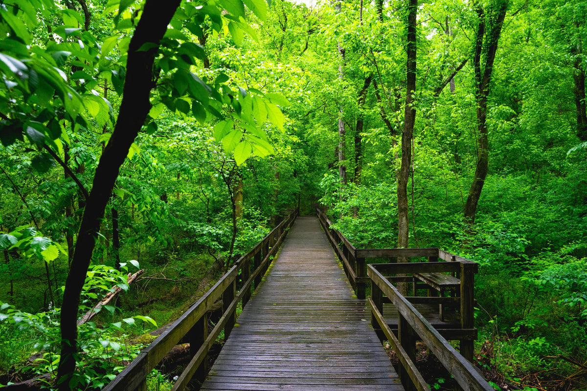 Spritzschutz-Holzbrücke im Wald - Congaree Nationalpark