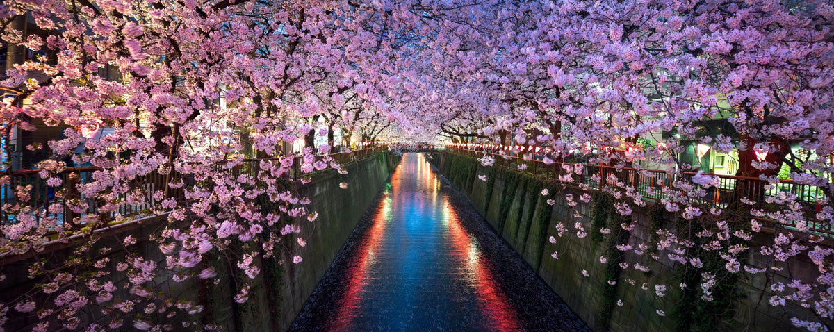 Spritzschutz-Kirschblüten bei Nacht Nakameguro - Tokio