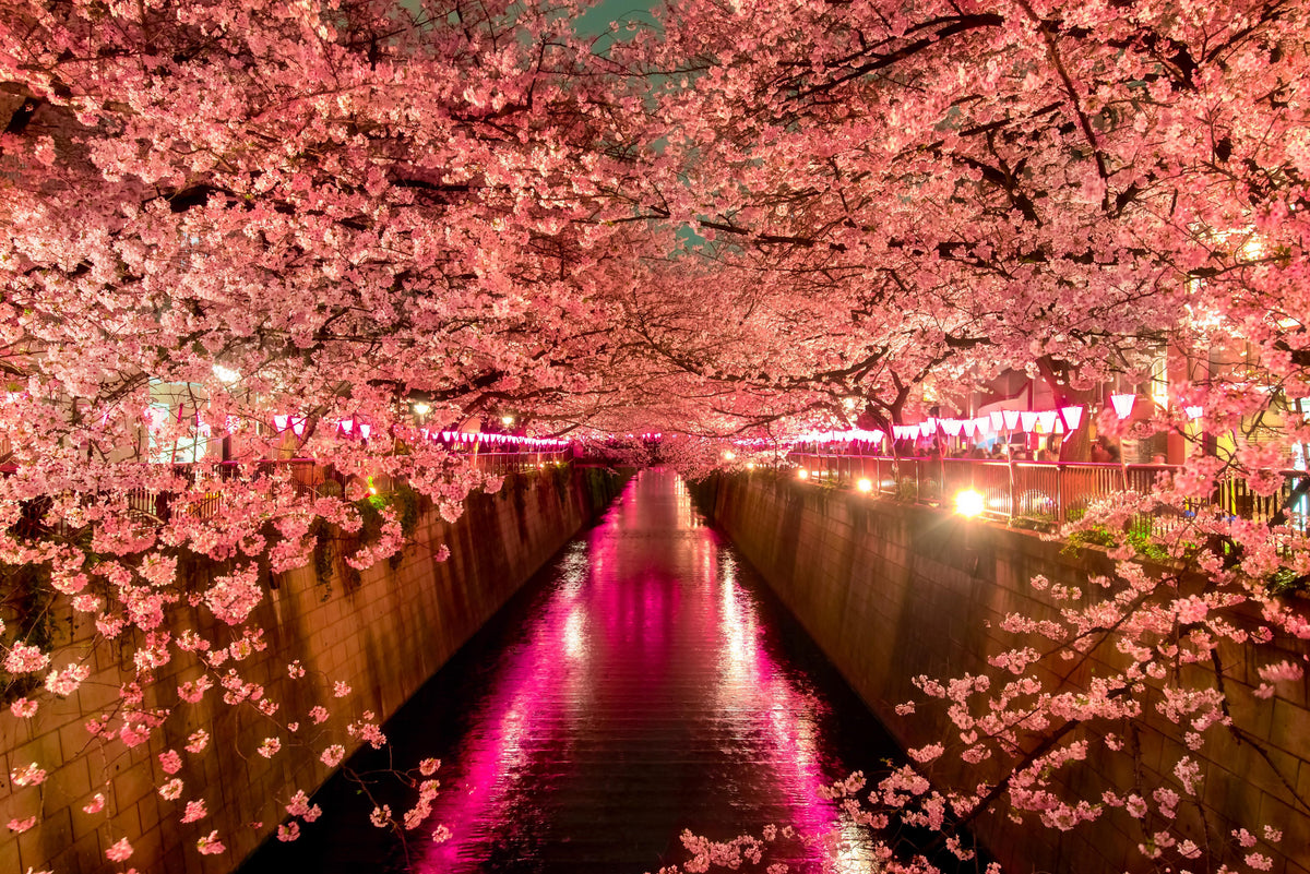 Spritzschutz-Kirschblüten bei Nacht in Tokio