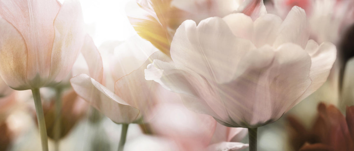 Spritzschutz-Tulpen in Sonnenstrahlen