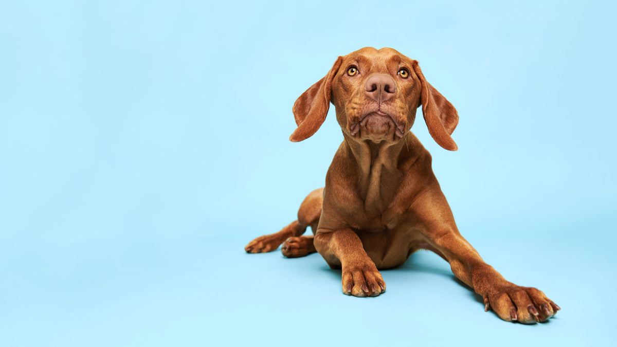 Spritzschutz-Ungarischer Vizsla-Welpe Portrait