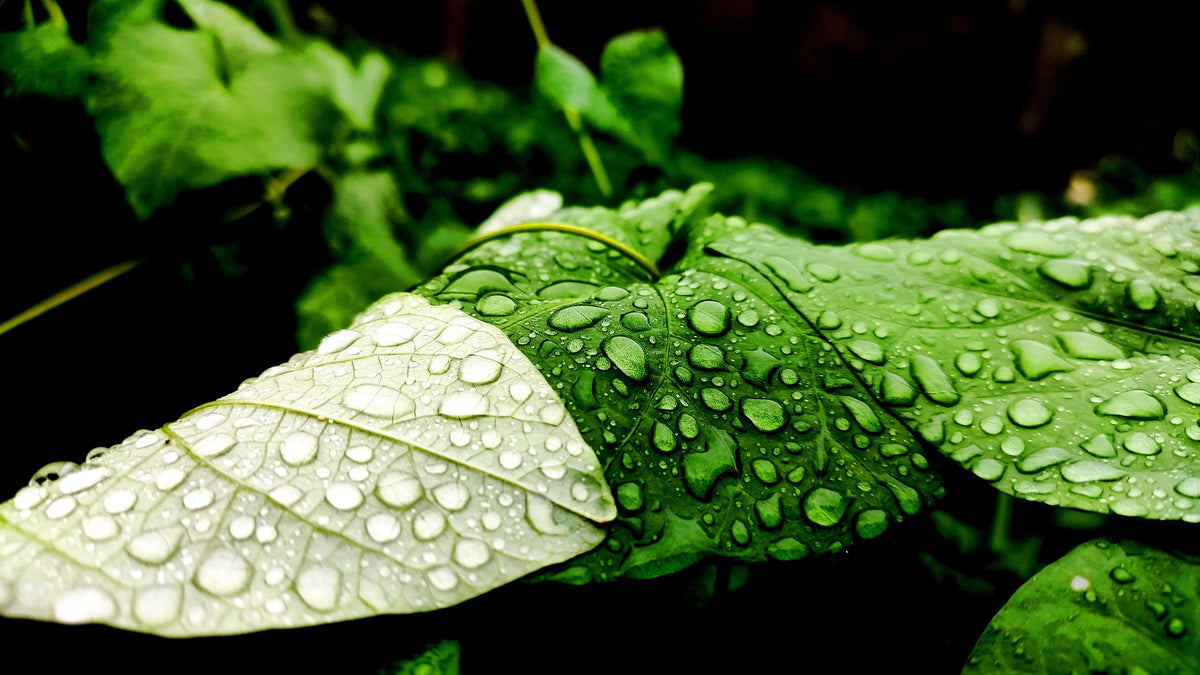 Spritzschutz-Wassertropfen auf einem Blatt