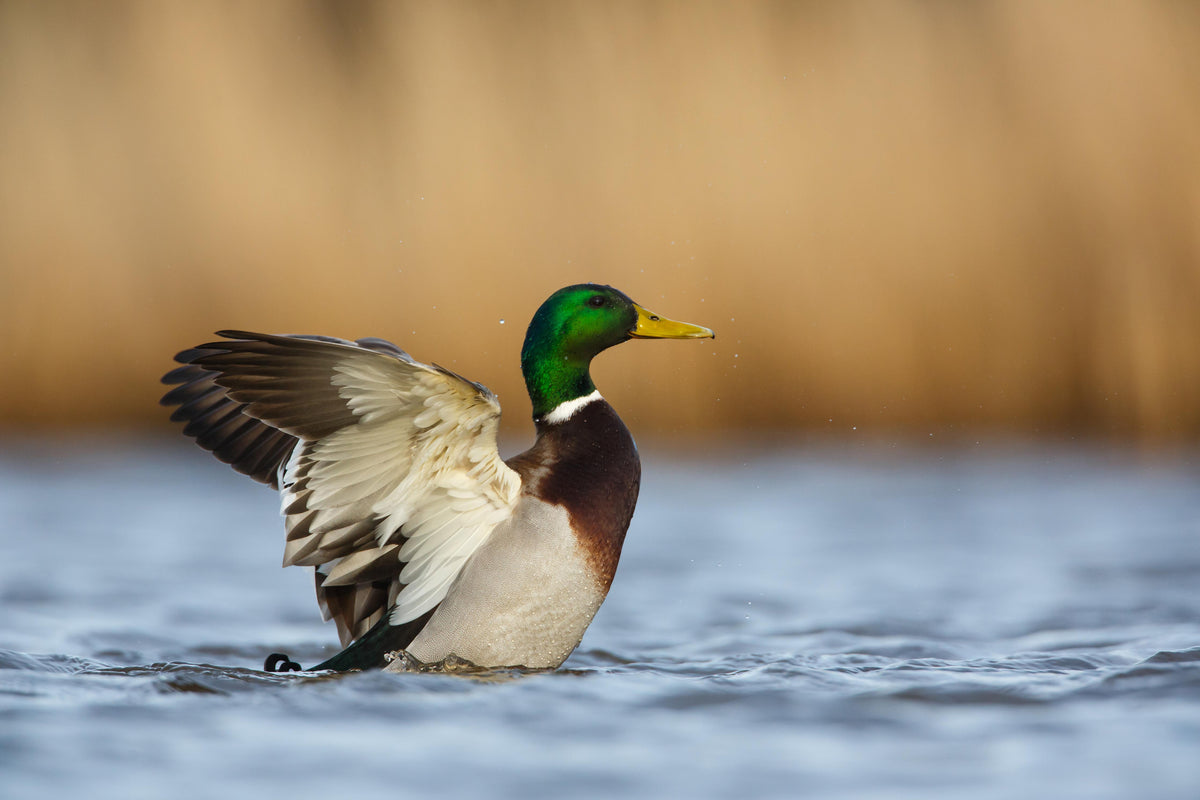 Spritzschutz-Wildente auf dem Wasser