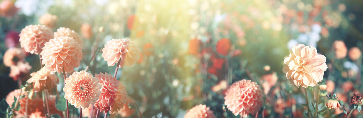 Spritzschutz-Wunderschöne Blumen im Sommer