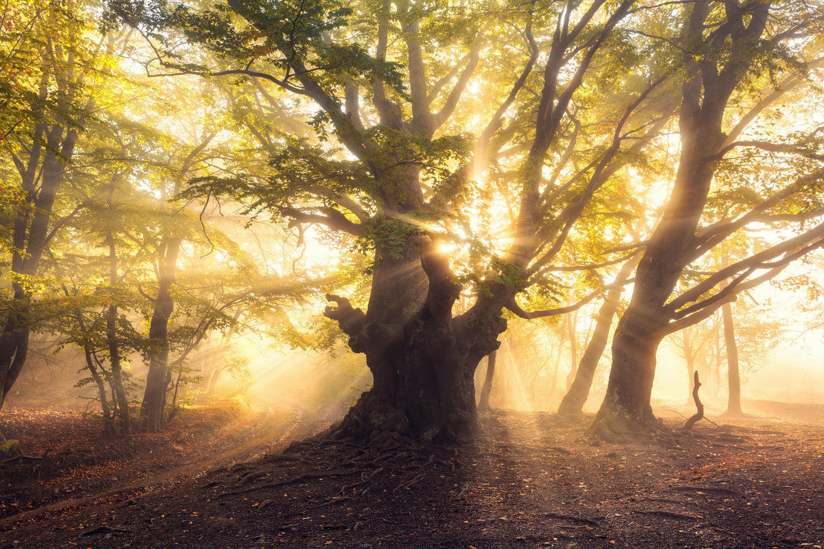 Spritzschutz-alter Baum bei Sonnenaufgang im Nebel