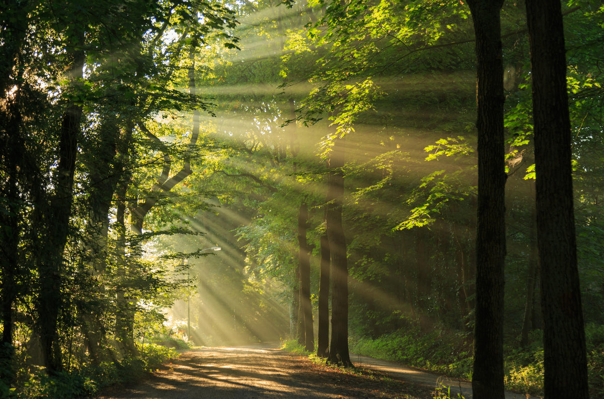 Spritzschutz-erleuchtende Sonnenstrahlen in den Wald
