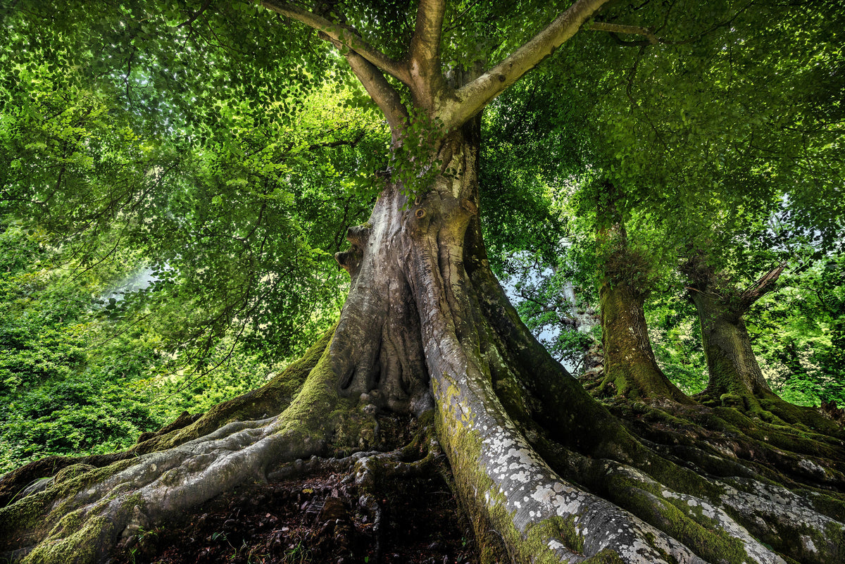 Spritzschutz-großer alter Baum in Froschperspektive
