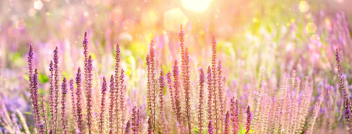 Küchenrückwand-Farbenfrohe Blüten der Ziersalbei-Pflanzen