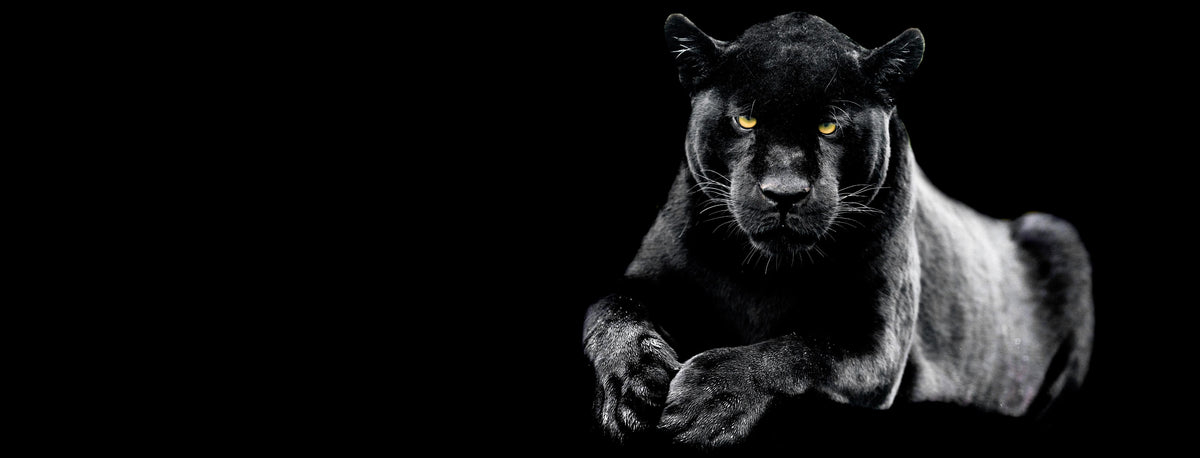 Küchenrückwand-Jaguar auf schwarzem Hintergrund