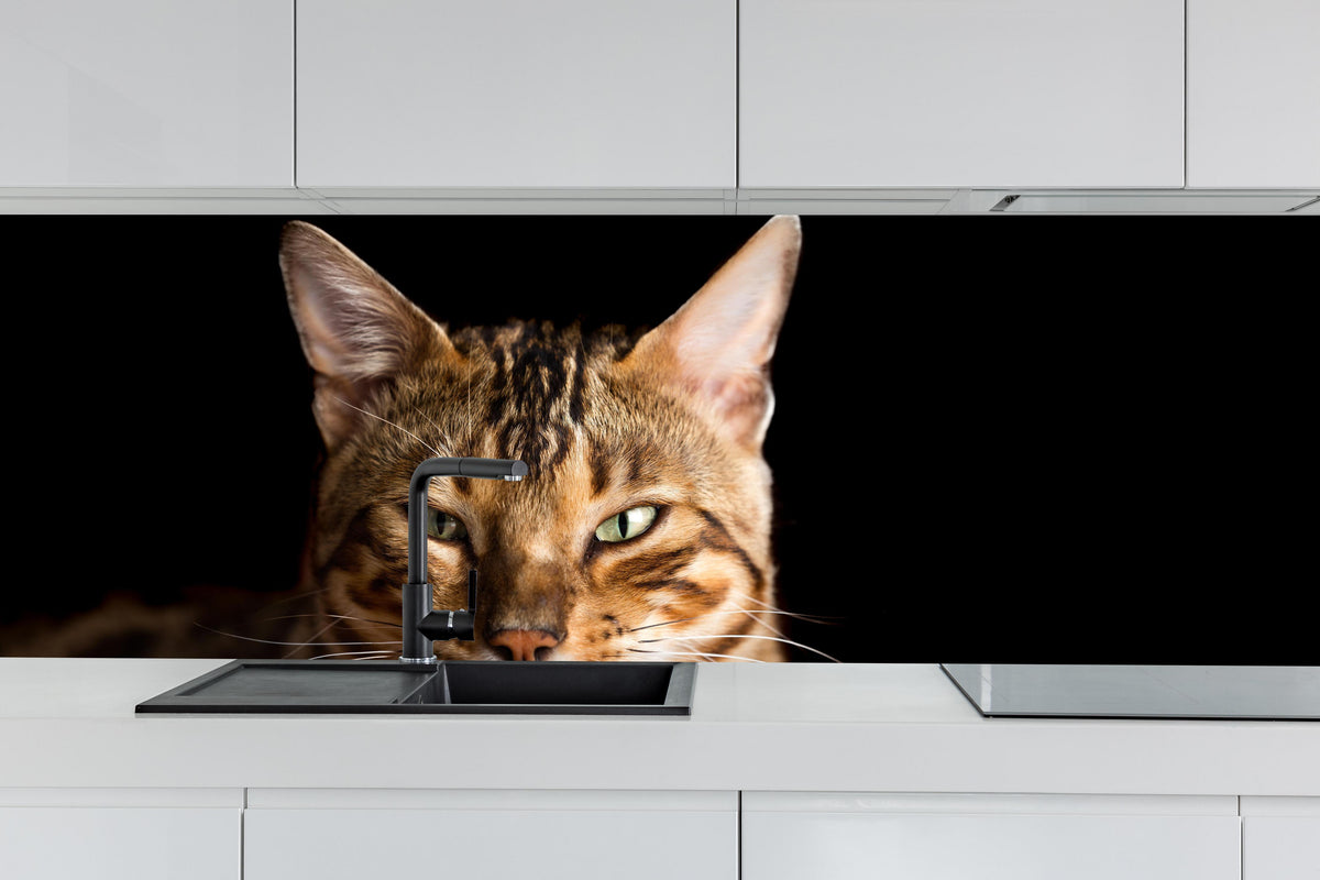 Küche - Bengalkatze Portrait hinter weißen Hochglanz-Küchenregalen und schwarzem Wasserhahn