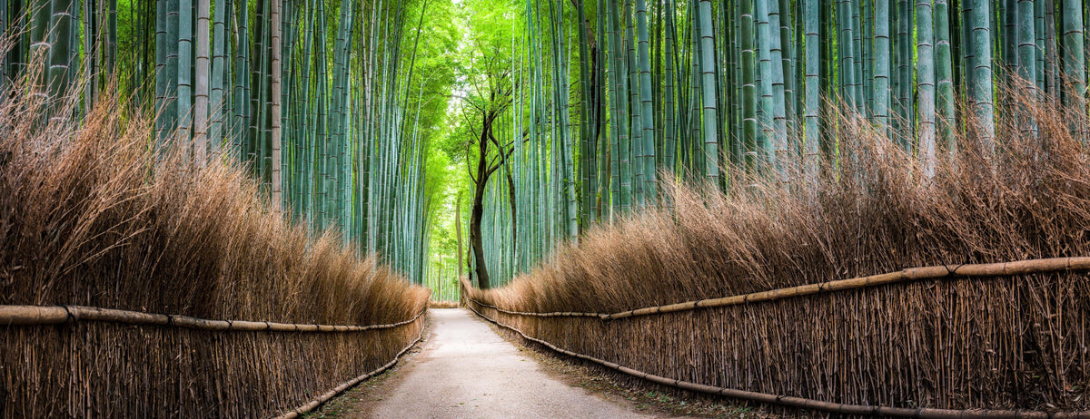 Küchenrückwand-Japanischer Bambuswald in Arashiyama