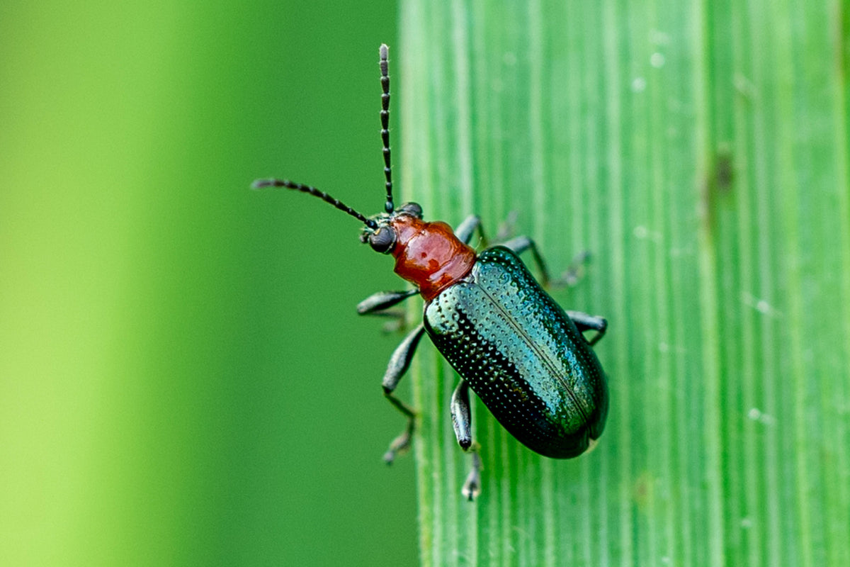 Küchenrückwand-Käfer auf Blatt