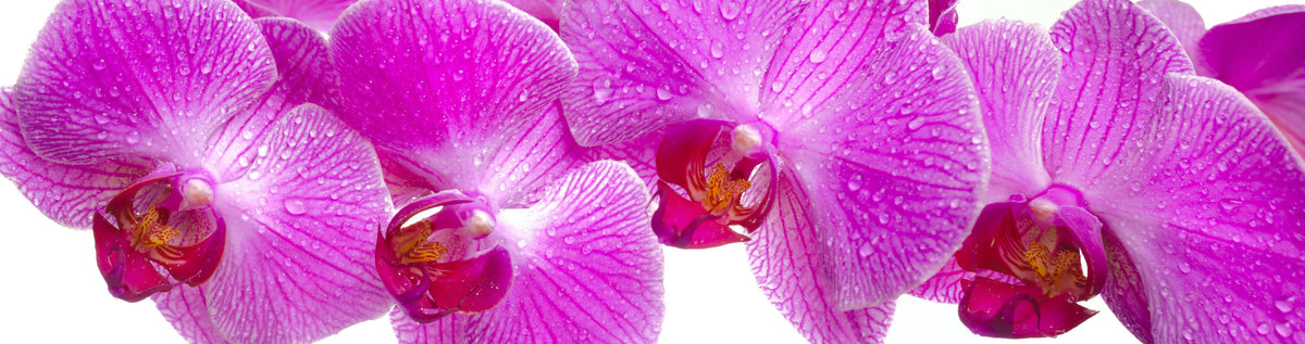 Küchenrückwand-Pinke Orchideen