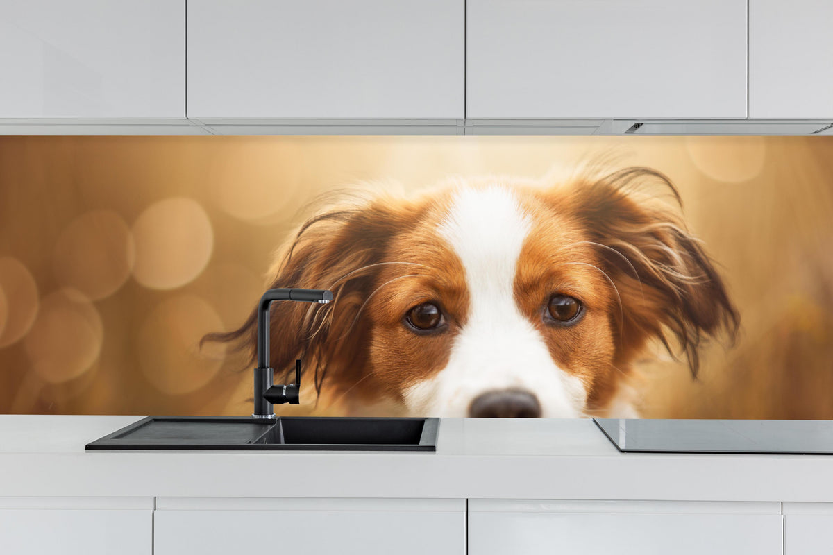 Küche - Portrait eines süßen Kooiker Hundes hinter weißen Hochglanz-Küchenregalen und schwarzem Wasserhahn