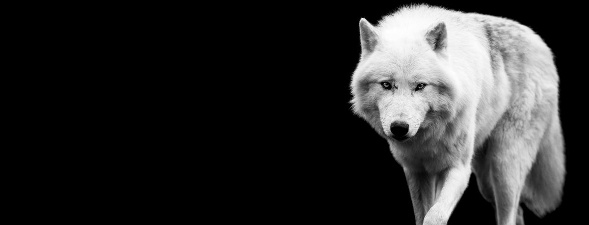 Küchenrückwand-Weißer Wolf mit schwarzem Hintergrund