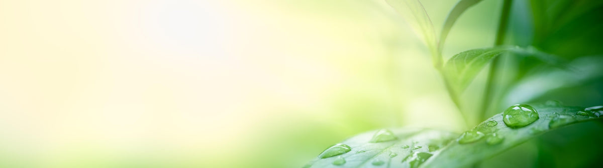 Küchenrückwand-Natur Grünes Blatt mit Regentropfen