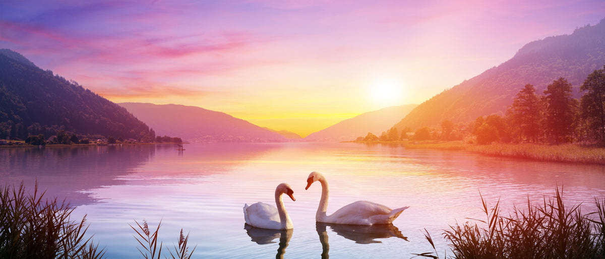 Küchenrückwand-Schwäne über dem See bei Sonnenaufgang - Ruhe und Romantik