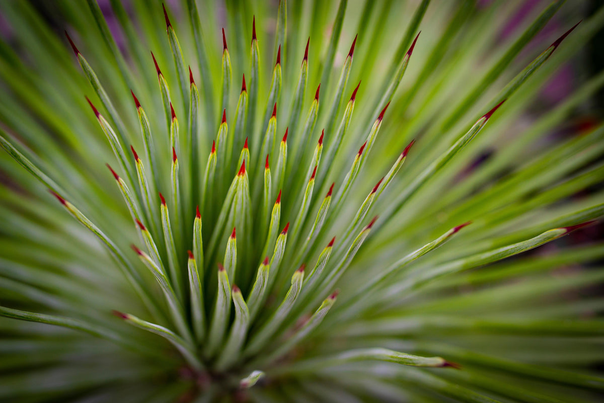 Office Poster-Agave striata im Detail