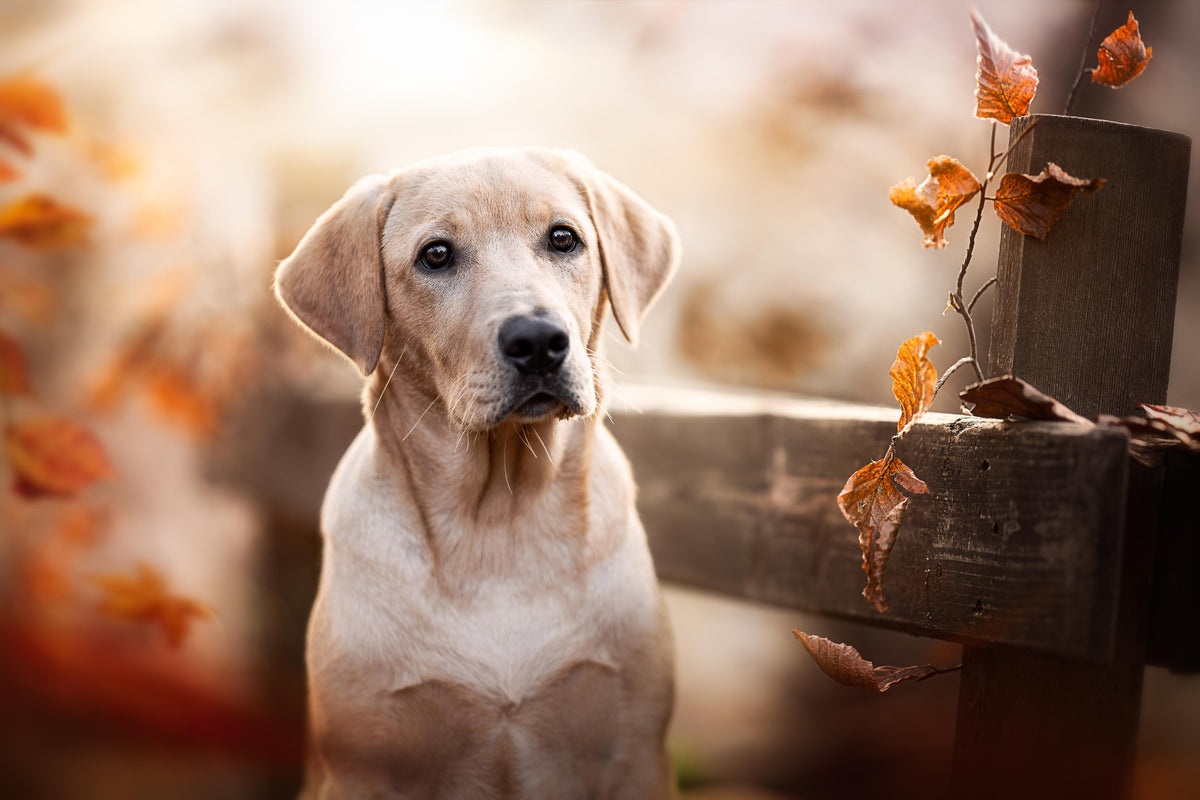 Office Poster-Niedlicher Labrador Welpe