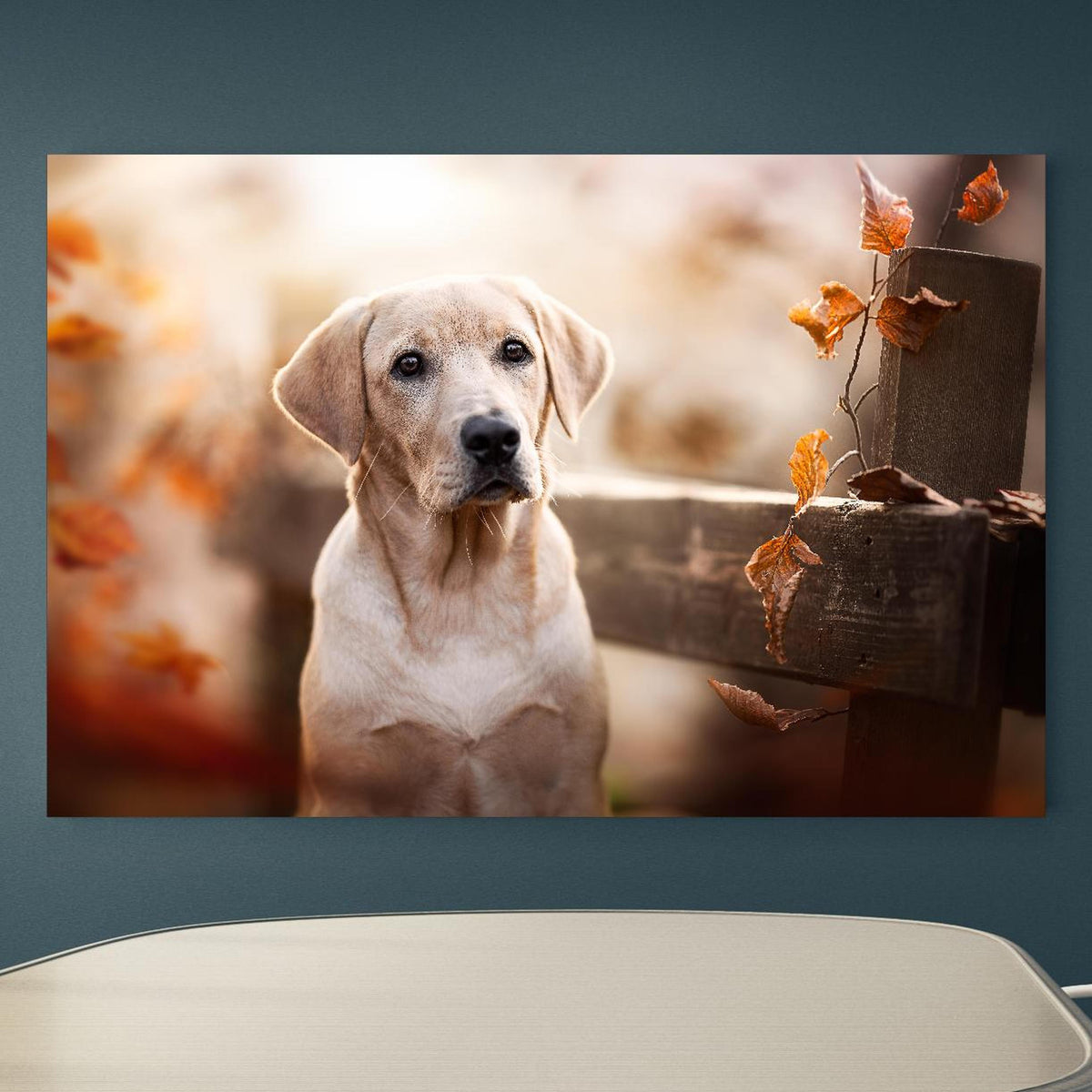 Office Poster  - Niedlicher Labrador Welpe an blauer Wand in einem Besprechungsraum Zoom