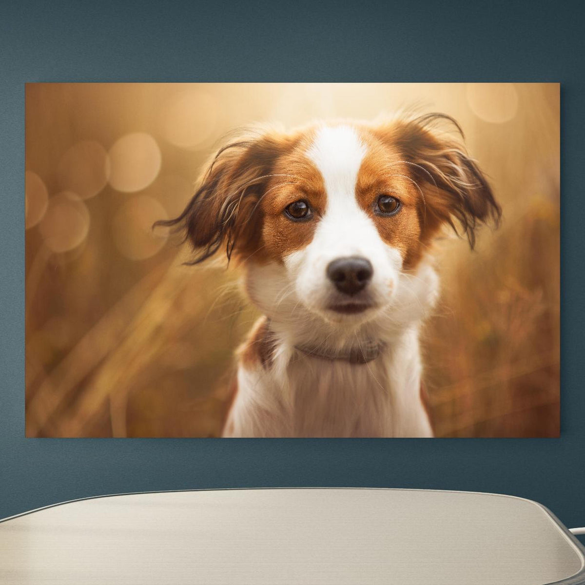 Office Poster  - Portrait eines süßen Kooiker Hundes an blauer Wand in einem Besprechungsraum Zoom