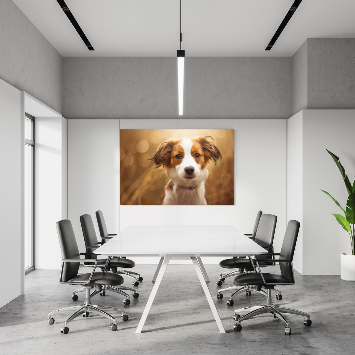 Office Poster  - Portrait eines süßen Kooiker Hundes in einem Konferenzraum an weißer Wand hängend
