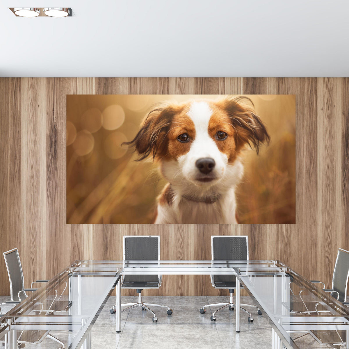 Office Poster  - Portrait eines süßen Kooiker Hundes in einem Konferenzraum mit Glastisch und Holzwand