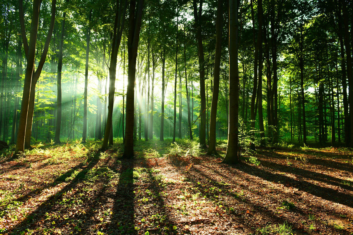 Office Poster-Sonnenaufgang im Bayrischem Wald
