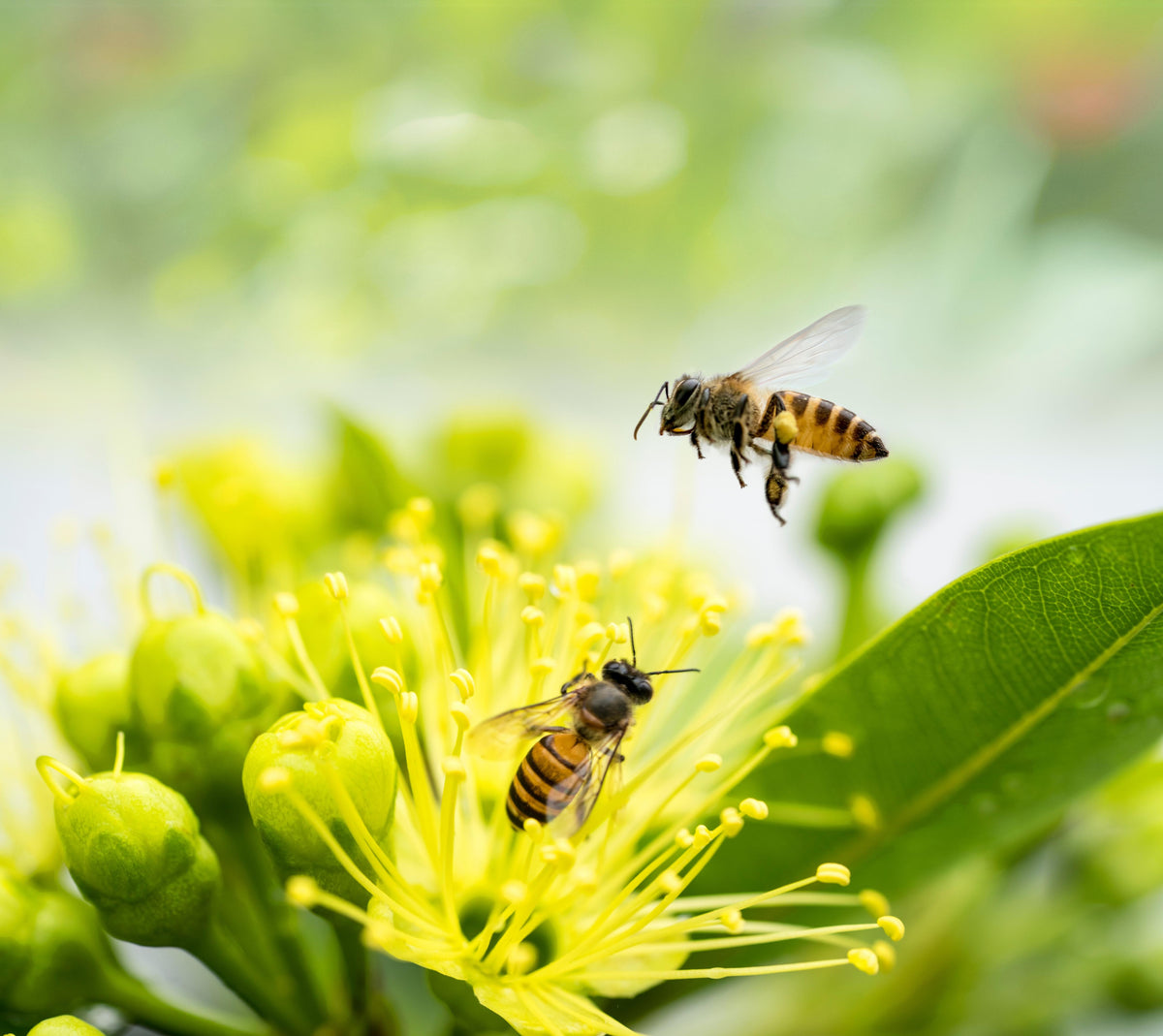 Spritzschutz-Biene sammelt Pollen an einer Blüte