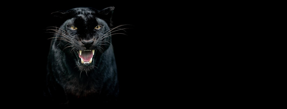 Spritzschutz-Schwarzer Panther auf schwarzem Hintergrund