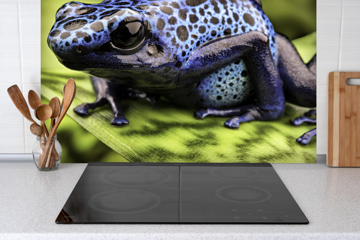 Spritzschutz - Blauer Pfeilgiftfrosch im Amazonas hinter einem Cerankochfeld zwischen Holz-Kochutensilien
