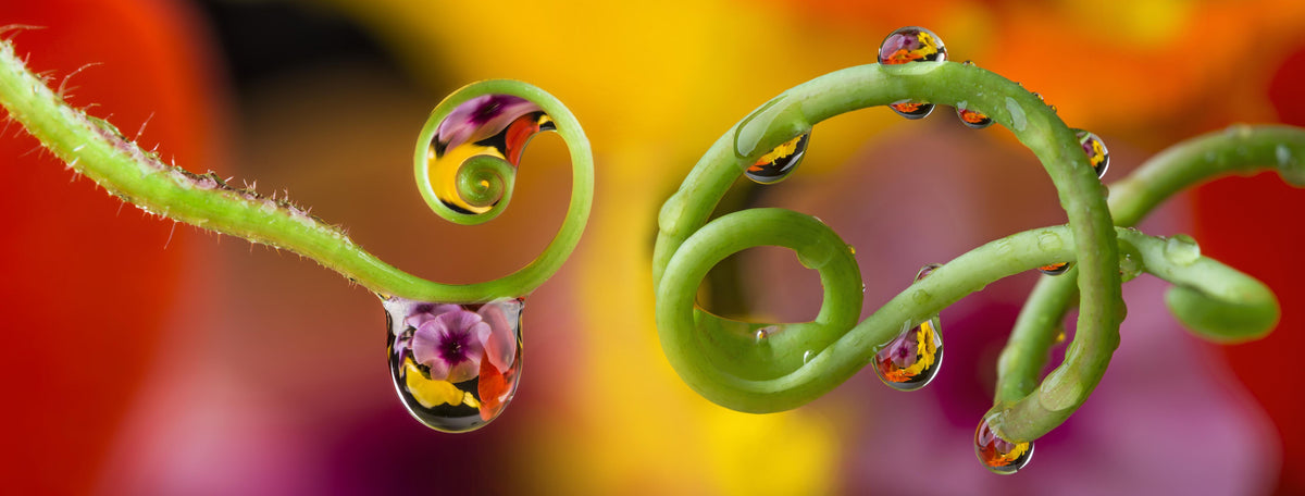 Spritzschutz-Blume mit abstrakten Tropfen