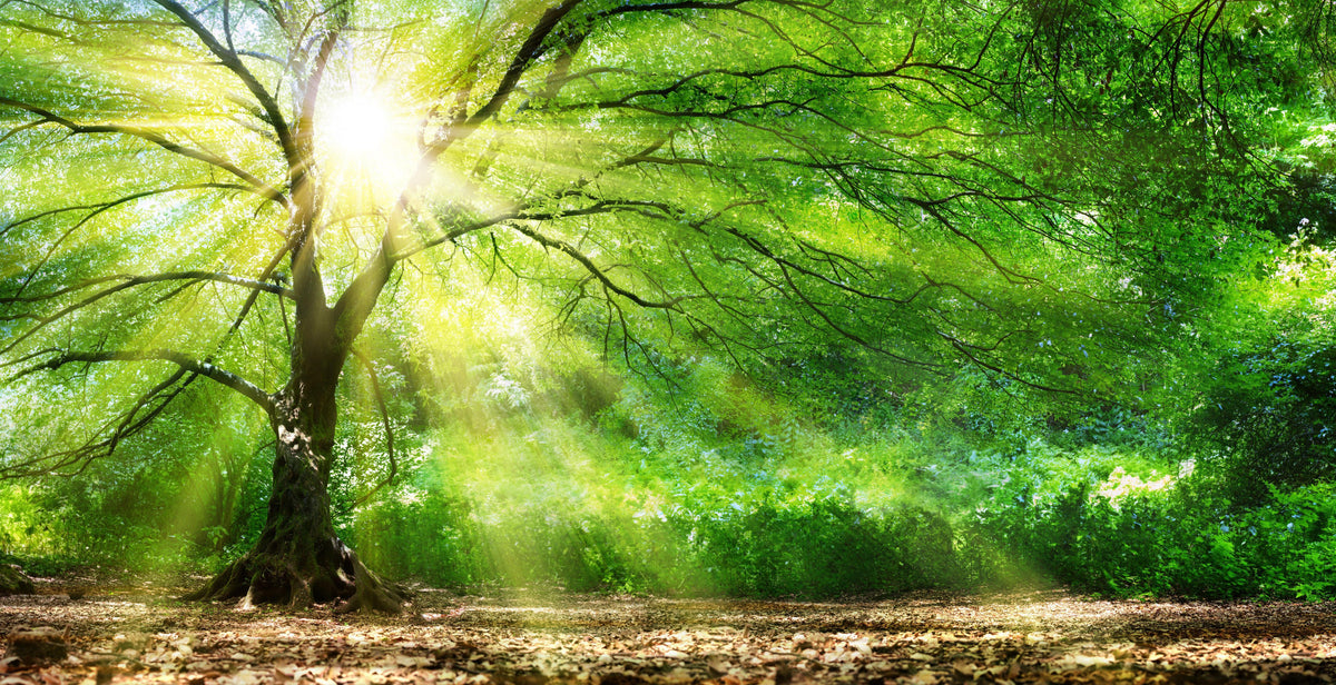 Spritzschutz-Energiegeladener Wald