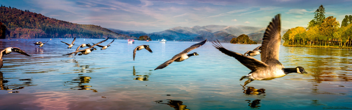 Spritzschutz-Entenschwarm am Lake Windermere